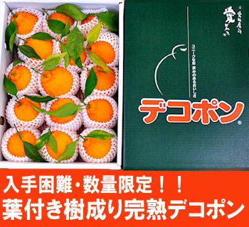 【送料無料】【光センサー選果】美味しさのレベルが違う！葉付き...